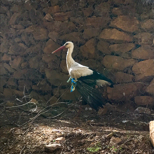 White Stork