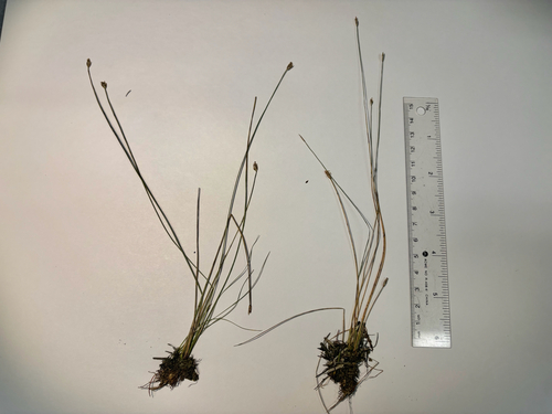 Eleocharis quinqueflora, photograph 2