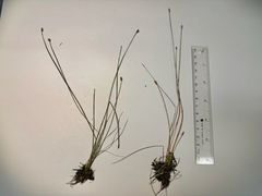 (c) Dustin Snider, some rights reserved (CC BY) Eleocharis quinqueflora, photograph (c) Dustin Snider, some rights reserved (CC BY)