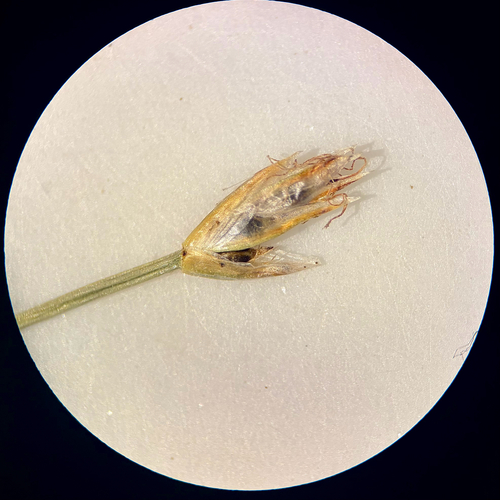 Eleocharis quinqueflora
