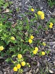 Lantana × hybrida