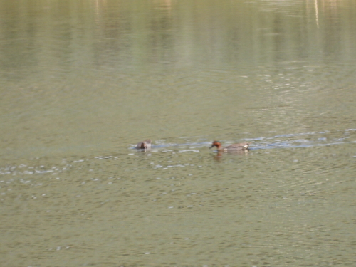 iNaturalist image