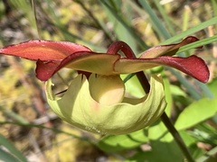 Sarracenia purpurea venosa