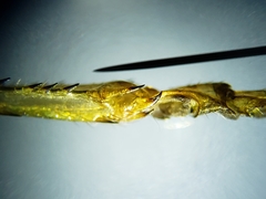 Conocephalus cinereus