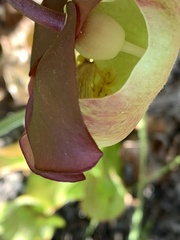 Sarracenia purpurea venosa