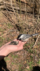 Poecile atricapillus