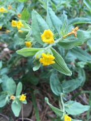 Lithospermum californicum