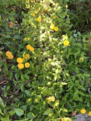 Lantana × hybrida