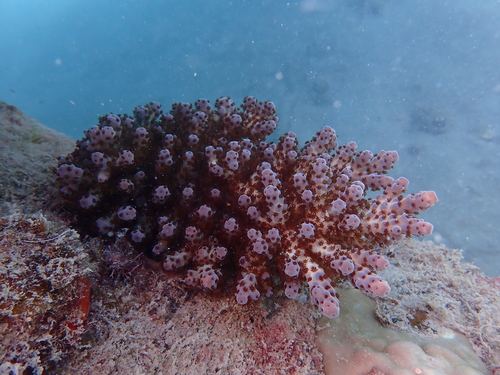 Acropora sarmentosa observed 2026-08-10