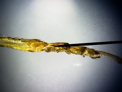 Conocephalus cinereus