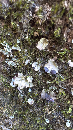 fan pelt lichen