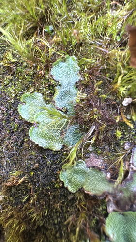 Narrow Mushroom-headed Liverwort