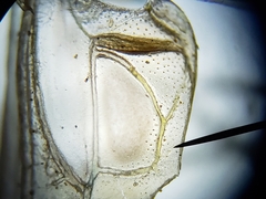 Conocephalus cinereus