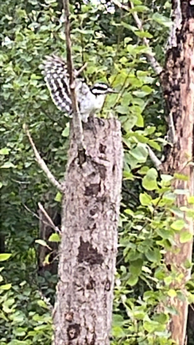 Hairy Woodpecker