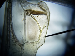 Conocephalus cinereus