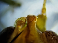 Conocephalus cinereus