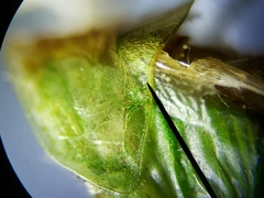 Conocephalus cinereus