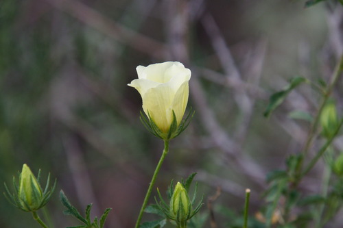 Hibiscus coulteri, photograph 6