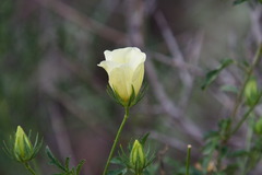 Hibiscus coulteri, photograph (c) Mike Ostrowski, some rights reserved (CC BY-SA)