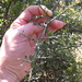 Monteverdia spinosa - Photo (c) madrejon, algunos derechos reservados (CC BY-NC)
