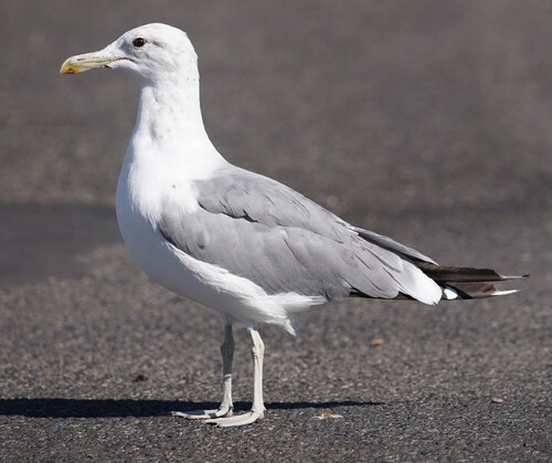 California Gull