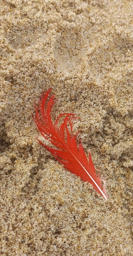 Plume de Ibis rouge