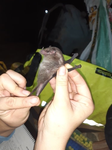 Geoffroy's Tailless Bat