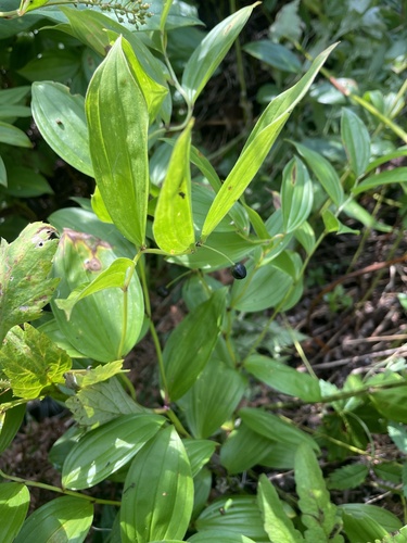 Disporum viridescens, 2026-08-23