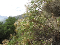 Spinoliva ilicifolia