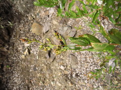 Spinoliva ilicifolia