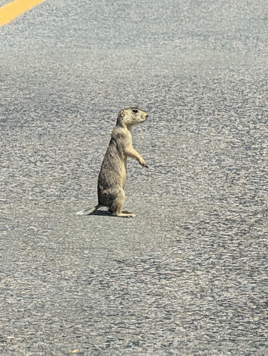 Gunnison's Prairie Dog observed by pollo327