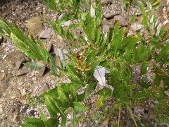 Spinoliva ilicifolia