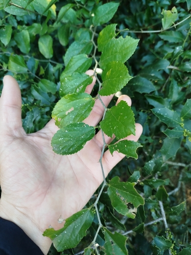 Celtis spinosa
