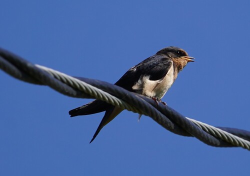 Cliff Swallow