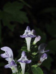 Scutellaria ocmulgee, photograph (c) carter, some rights reserved (CC BY)