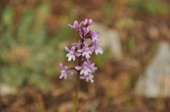 Orchis quadripunctata