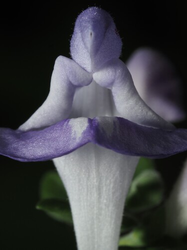 Scutellaria ocmulgee, photograph 4