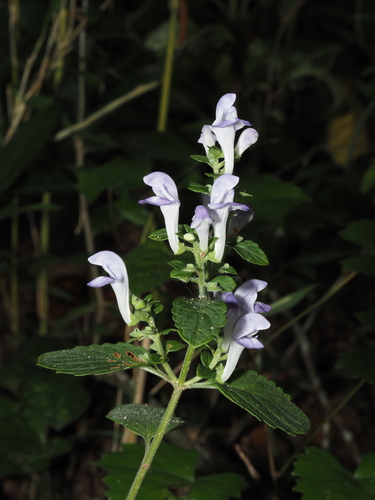 Scutellaria ocmulgee, photograph 2
