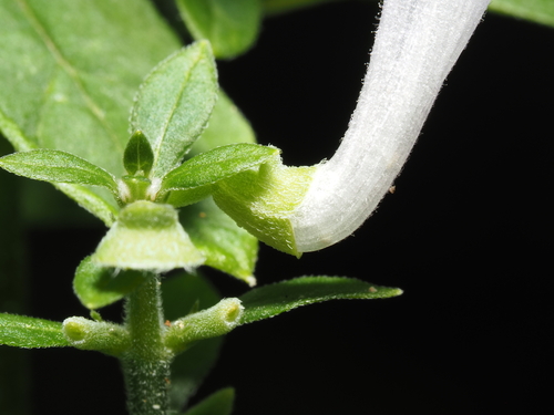 Scutellaria ocmulgee, photograph 6