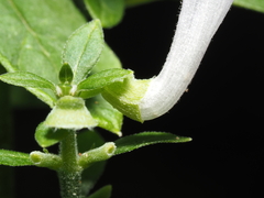 Scutellaria ocmulgee, photograph (c) carter, some rights reserved (CC BY)