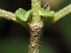 Scutellaria ocmulgee, photograph (c) carter, some rights reserved (CC BY)