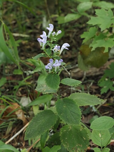 Scutellaria ocmulgee