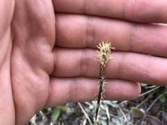 Carex concinnoides