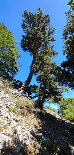 Pinus heldreichii