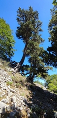 Pinus heldreichii, photograph author not stated, no rights reserved