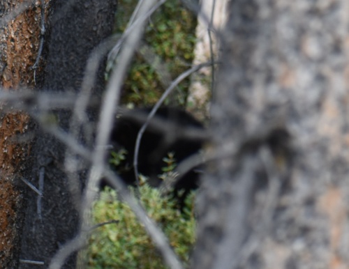 Black Bear sighting near Lake Louise Ski Resort