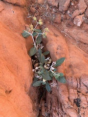 Mentzelia oreophila
