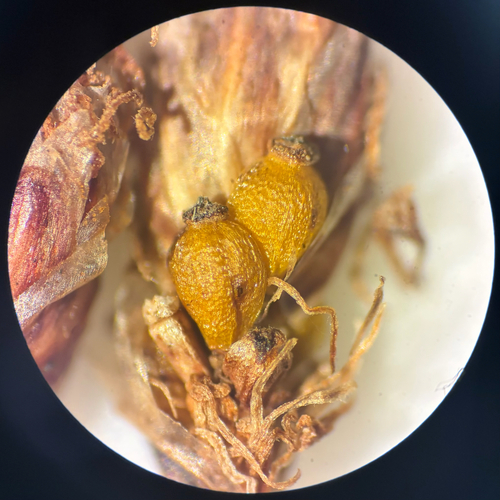 Eleocharis elliptica, 2026-08-12