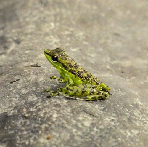 Staurois guttatus