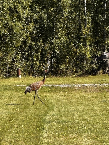 Sandhill Crane